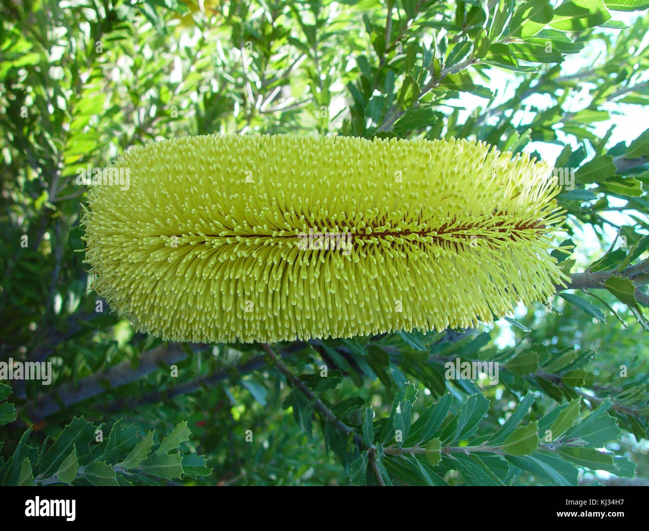 La fleur jaune de banksia fait partie du genre Banksia, originaire d'Australie. Connue pour sa forme distinctive et sa couleur jaune vif, cette fleur joue un rôle clé dans les écosystèmes locaux, attirant les pollinisateurs et soutenant la biodiversité. Banque D'Images
