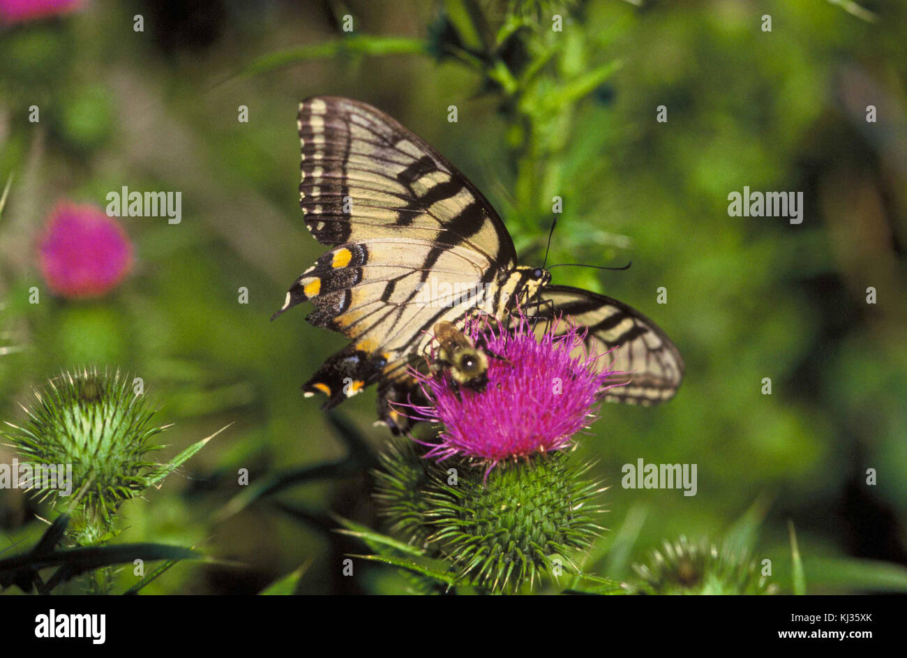 Cette photographie capture un papillon à queue d'aronde et une abeille perchée sur une fleur de chardon. L'image met en évidence l'interaction naturelle entre ces deux espèces et leur rôle dans la pollinisation. Banque D'Images
