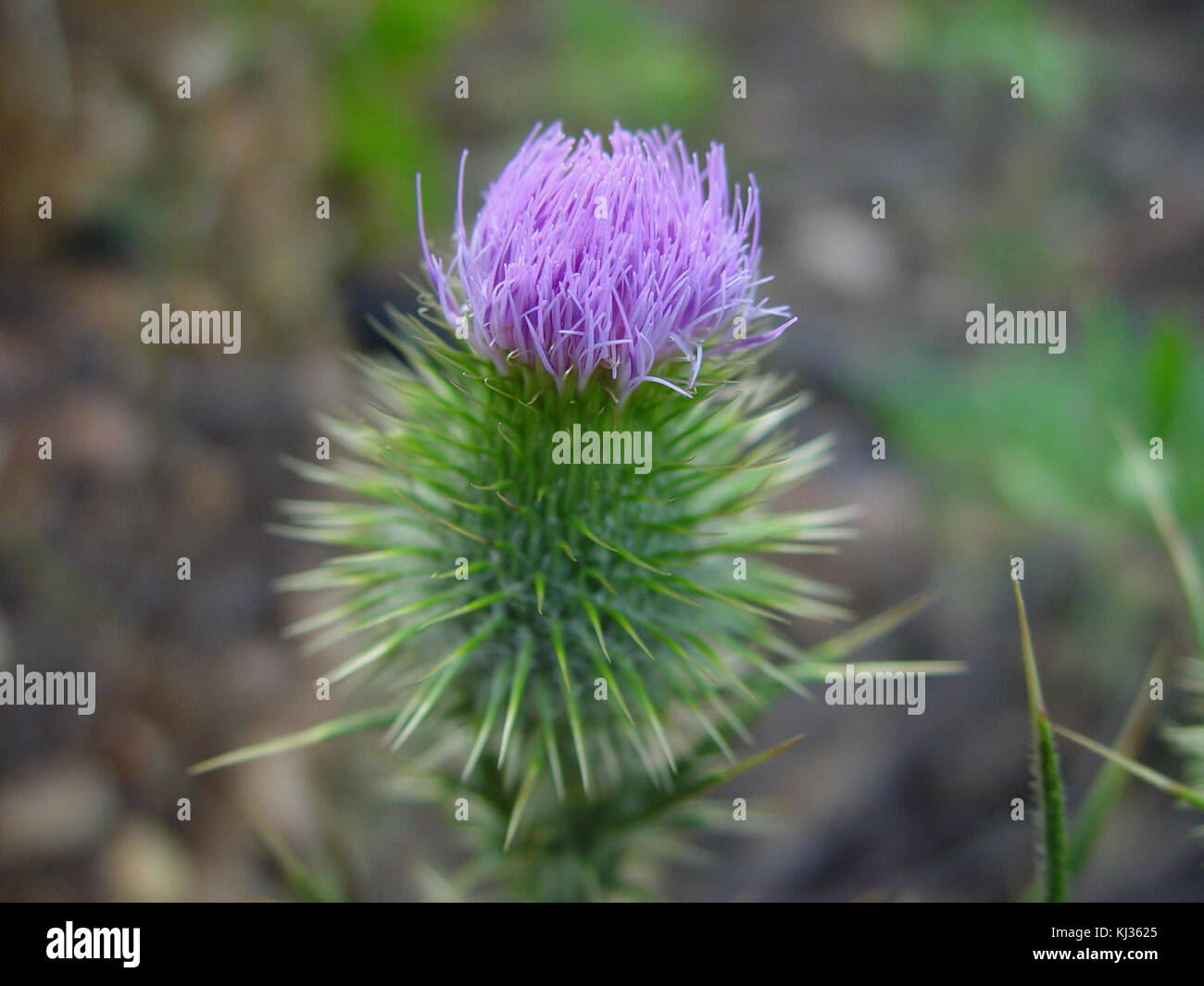 Usine de chardon Banque D'Images