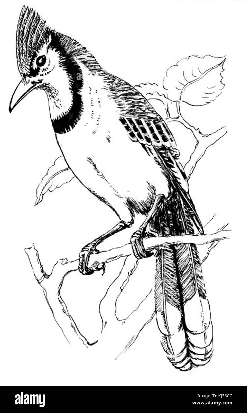 Cette image montre un oiseau Blue Jay capturé dans son environnement naturel. Connu pour ses plumes bleues frappantes et ses appels distinctifs, le Blue Jay est commun en Amérique du Nord et un membre de la famille des corbeaux. Banque D'Images
