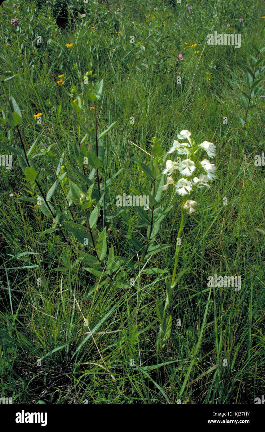 Cette image met en évidence une orchidée blanche en fleurs, une espèce menacée, entourée d'autres plantes. Les fleurs délicates de l'orchidée se distinguent parmi la communauté végétale diversifiée. Banque D'Images