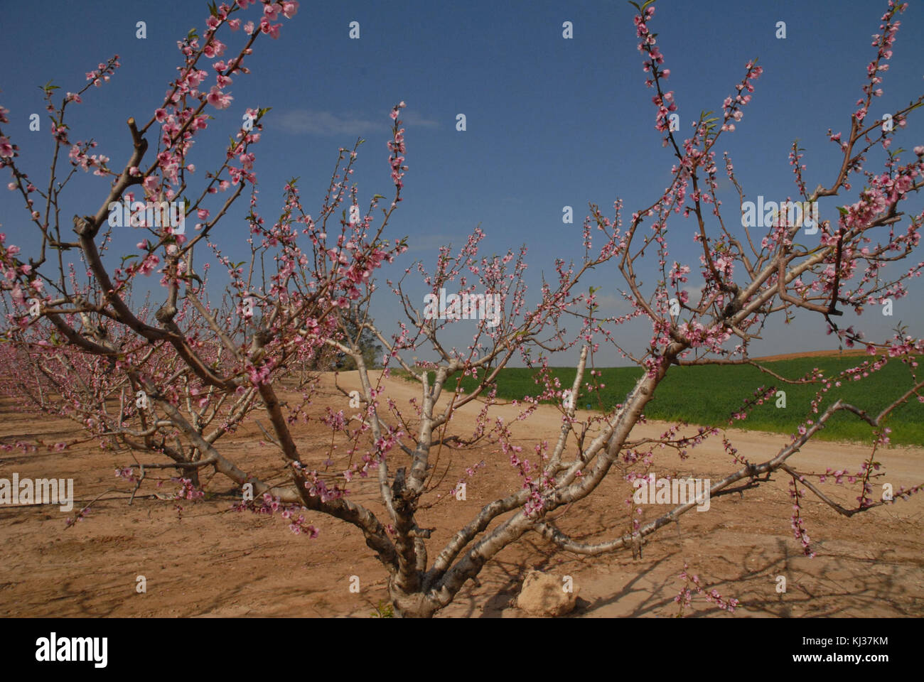 La géographie d'Israël Israël 34410 Banque D'Images
