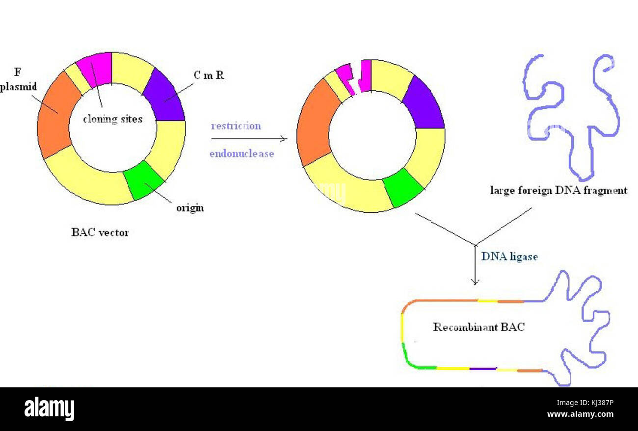 Vecteur BAC Banque D'Images