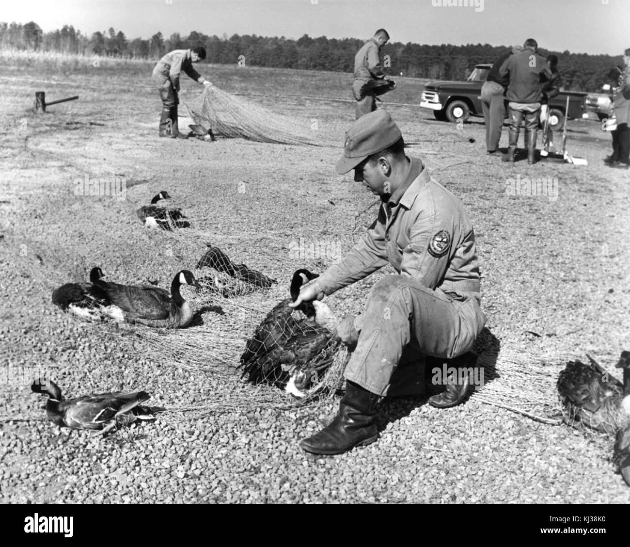 Le piégeage et la sauvagine bandes vintage photo animal Banque D'Images