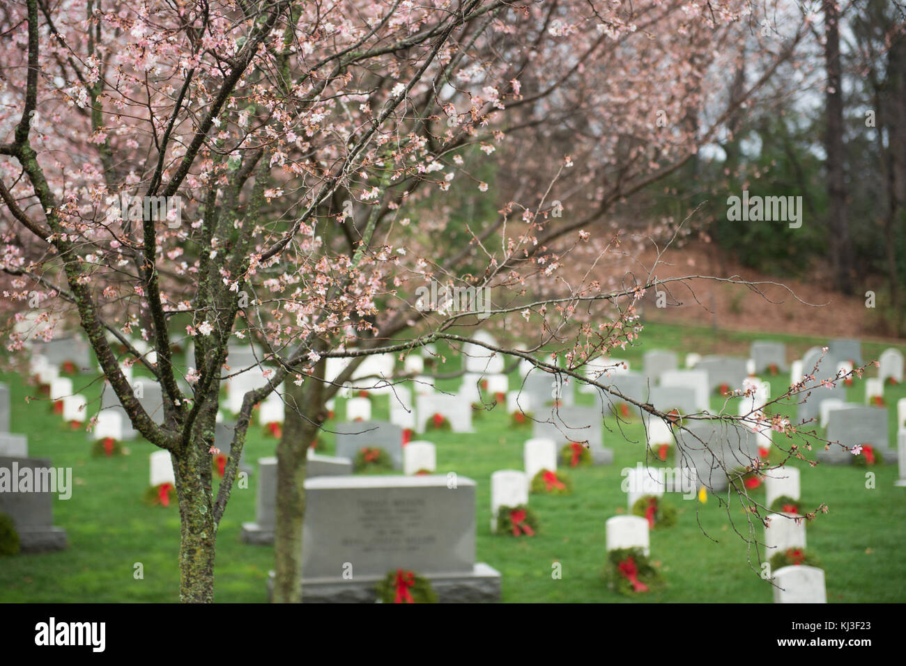 La floraison des cerisiers d'automne dans le Cimetière National d'Arlington (23547350273) Banque D'Images