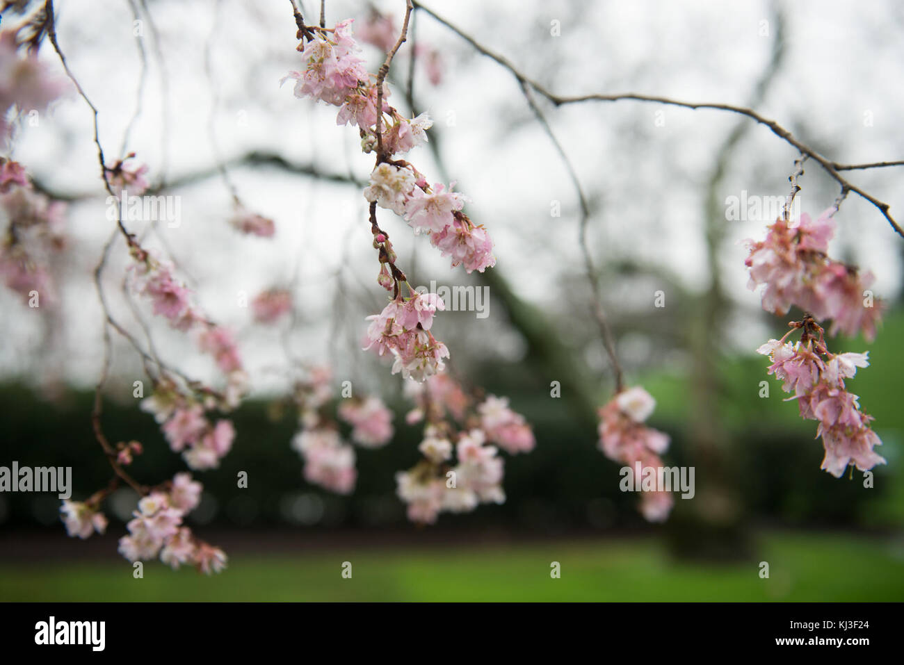 La floraison des cerisiers d'automne dans le Cimetière National d'Arlington (24148026796) Banque D'Images