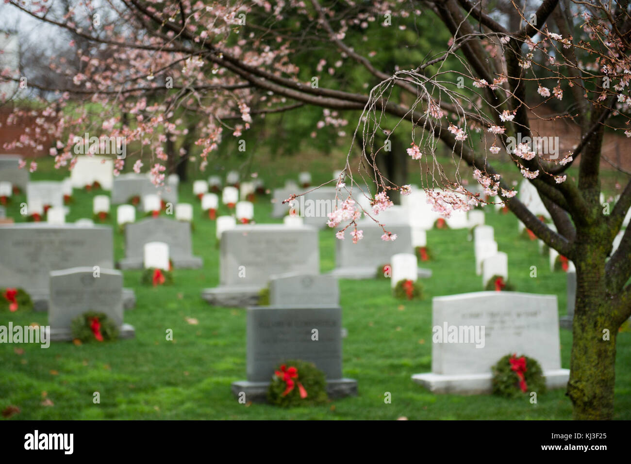 La floraison des cerisiers d'automne dans le Cimetière National d'Arlington (24174123405) Banque D'Images