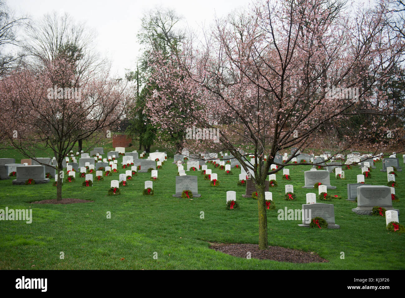 La floraison des cerisiers d'automne dans le Cimetière National d'Arlington (23878502280) Banque D'Images