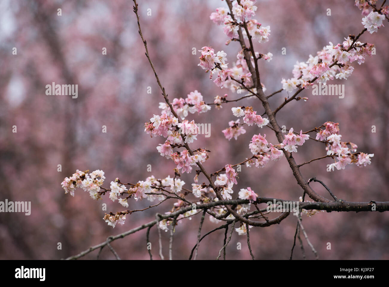 La floraison des cerisiers d'automne dans le Cimetière National d'Arlington (24091513981) Banque D'Images