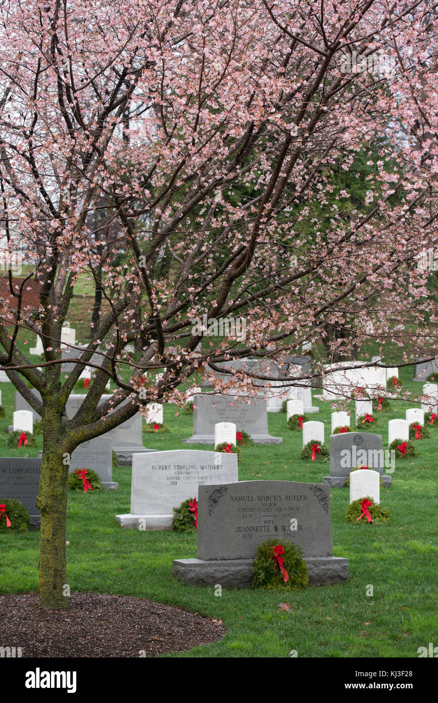 La floraison des cerisiers d'automne dans le Cimetière National d'Arlington (24066063412) Banque D'Images