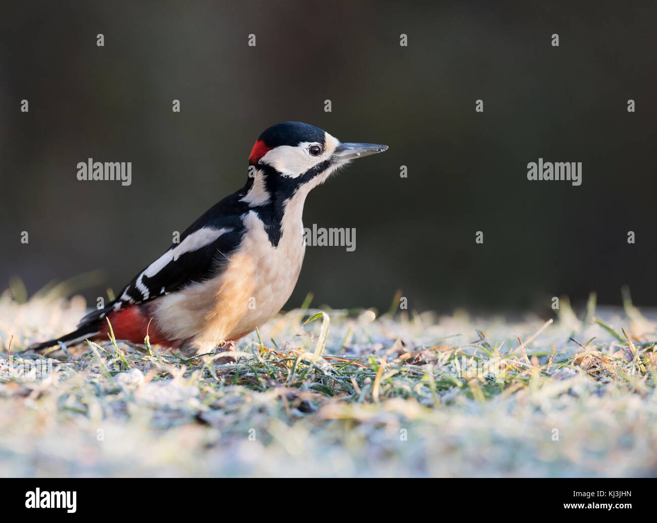 Un homme grand pic mar (Dendrocopos major) sur sol couvert de givre, Lincolnshire Banque D'Images