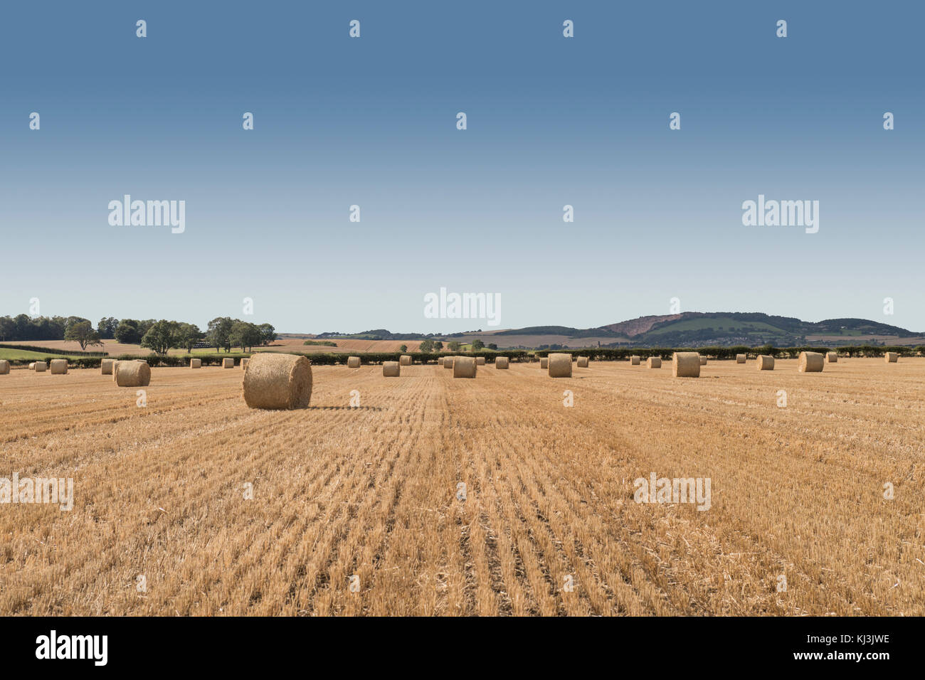 Bottes de foin dans un champ les agriculteurs à l'automne en Ecosse Banque D'Images