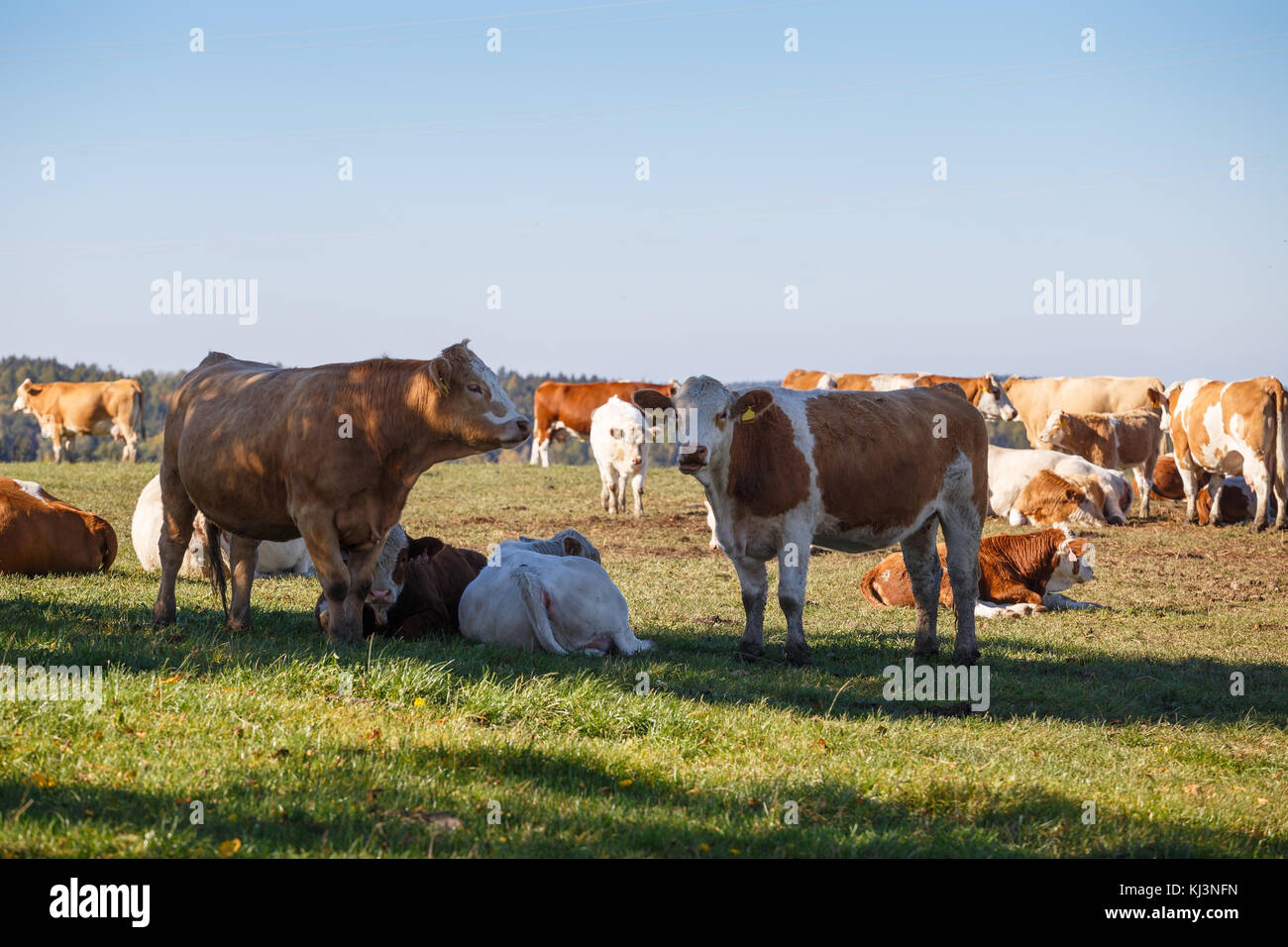 Troupeau de vaches broutant dans un pré vert Banque D'Images