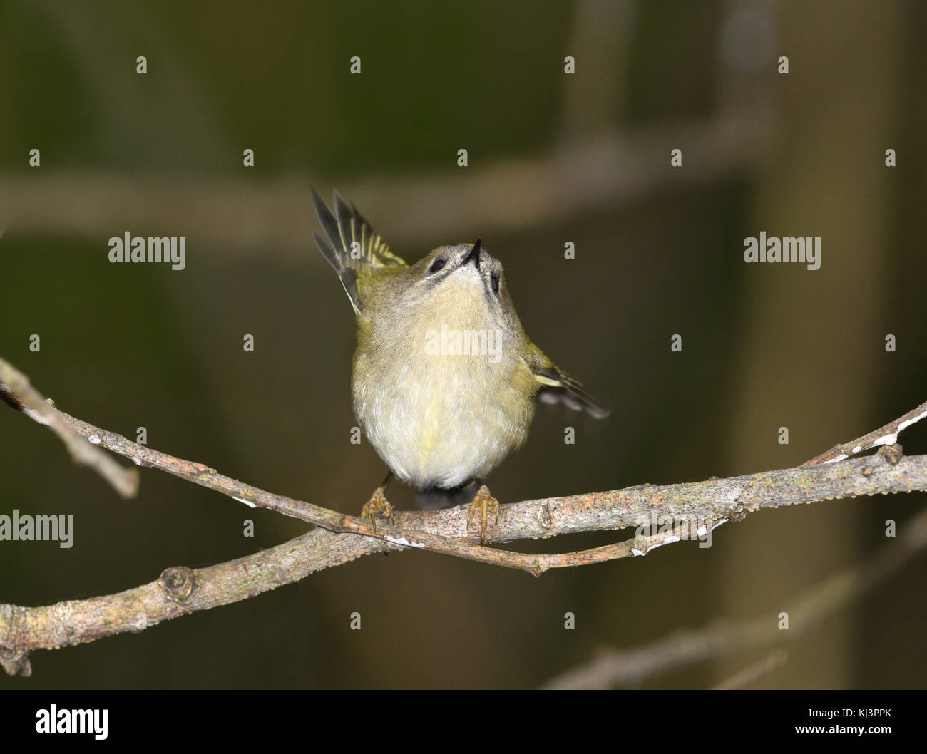 Goldcrest - Regulus regulus Banque D'Images