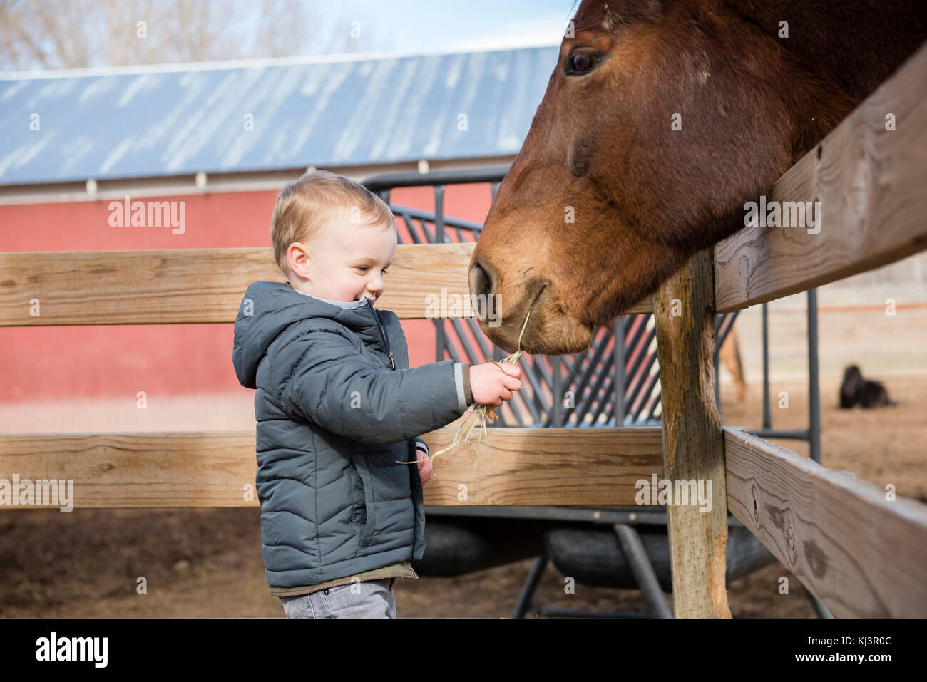 Bébé Garçon visiter une ferme urbaine locale et nourrir les chevaux avec du foin. Rire et sourire Banque D'Images