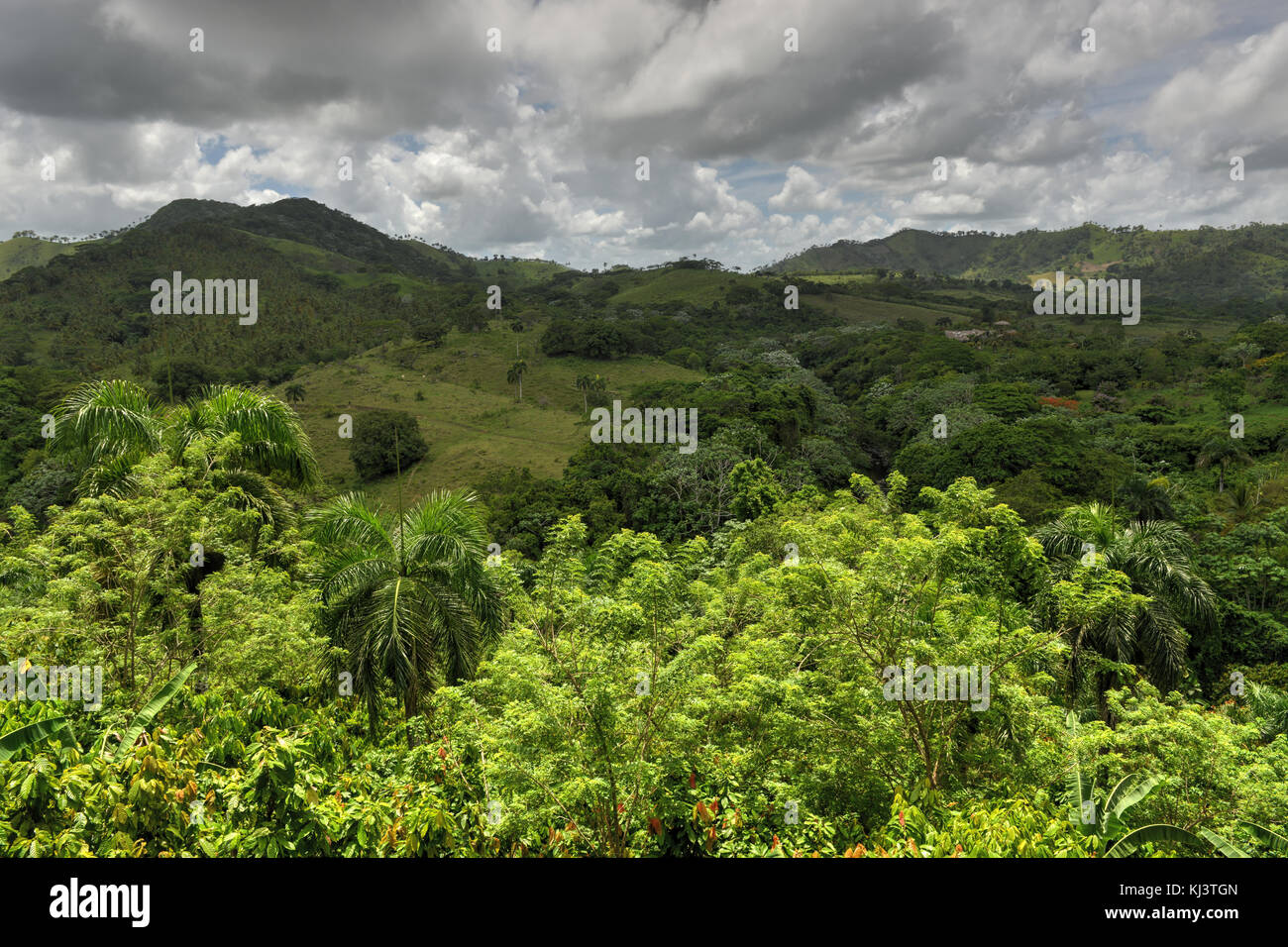 Tropical Forest de la Altagracia, province de la République dominicaine. Banque D'Images