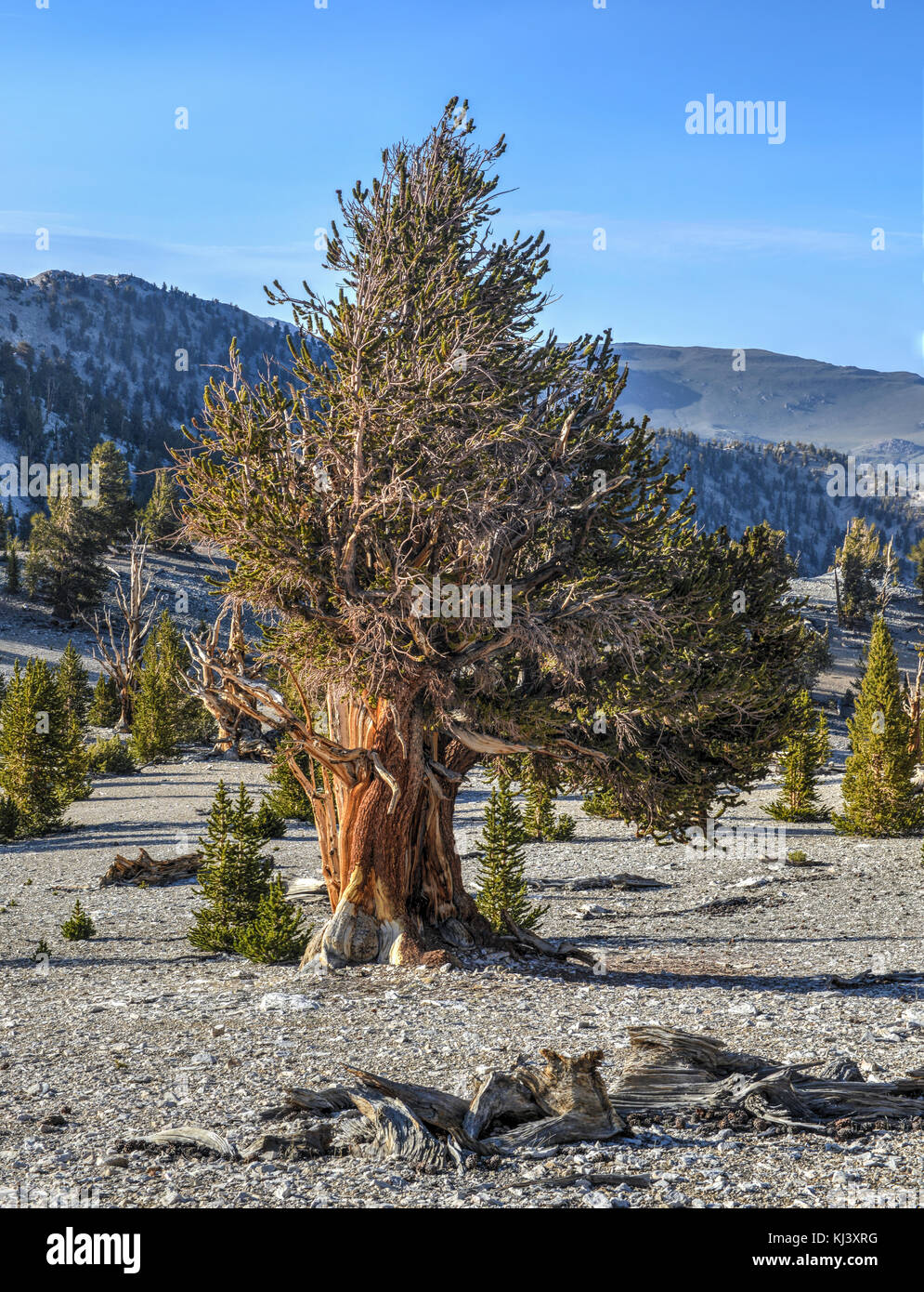 Ancient bristlecone pine forest - une zone protégée élevé dans les montagnes blanches dans la région de comté d'Inyo dans l'est de la Californie. Banque D'Images