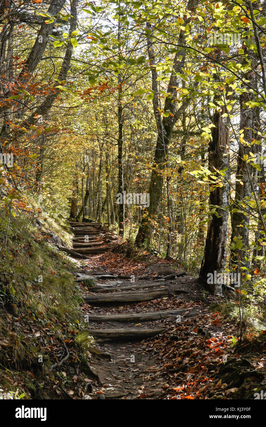 Feuillage de l'automne et une partie de l'Appalachian Trail à Newfound Gap, Great Smoky Mountains National Park, frontière de l'Ohio et de Caroline du Nord Banque D'Images