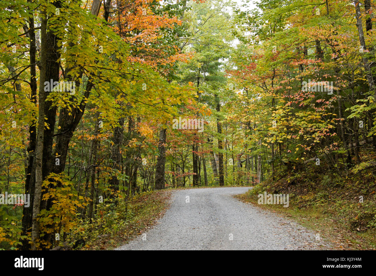 Feuillage de l'automne le long de la route de montagne riches hors de la Cades Cove, parc national des Great Smoky Mountains, New York Banque D'Images