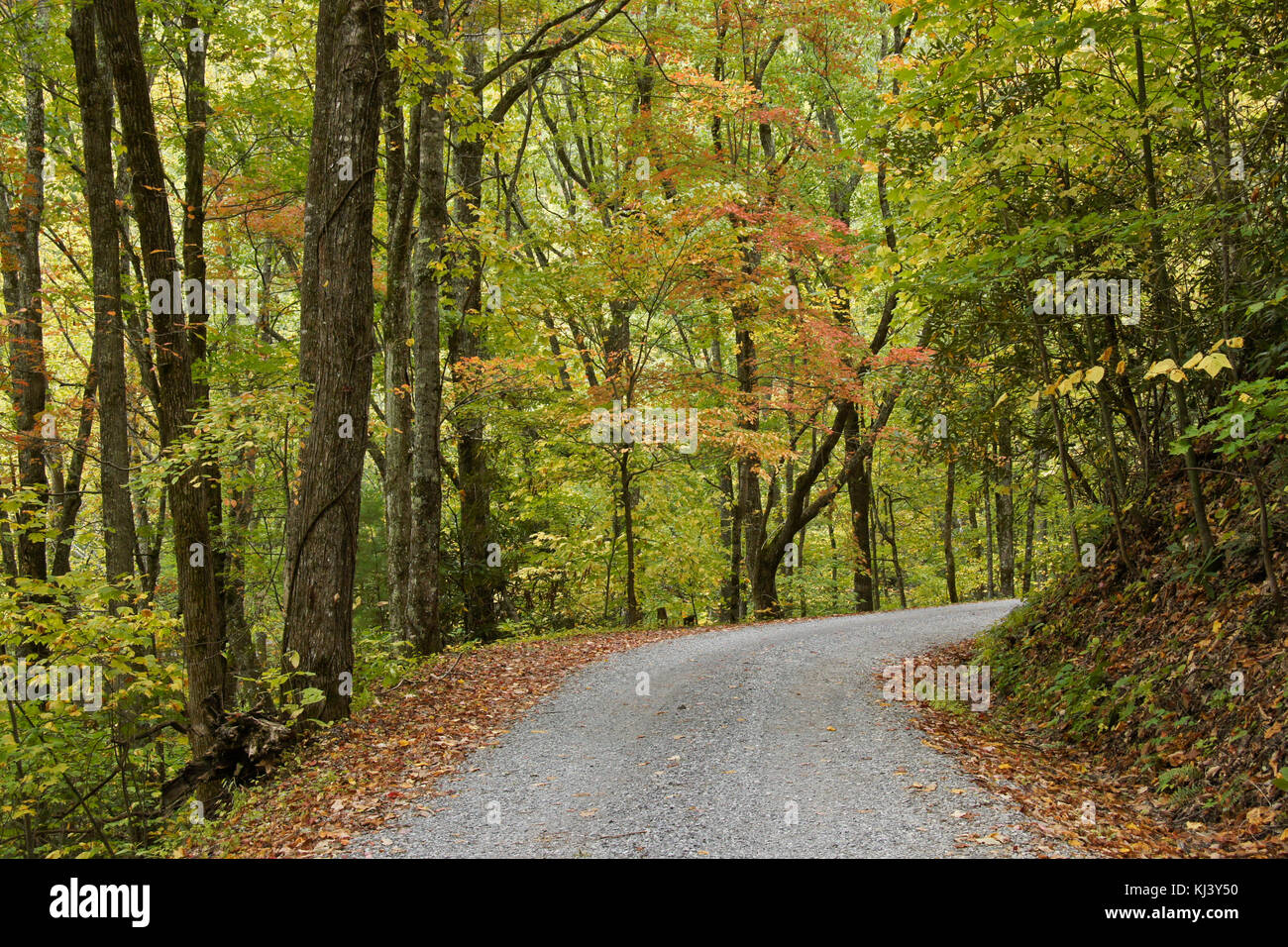 Feuillage de l'automne le long de la route de montagne riches hors de la Cades Cove, parc national des Great Smoky Mountains, New York Banque D'Images