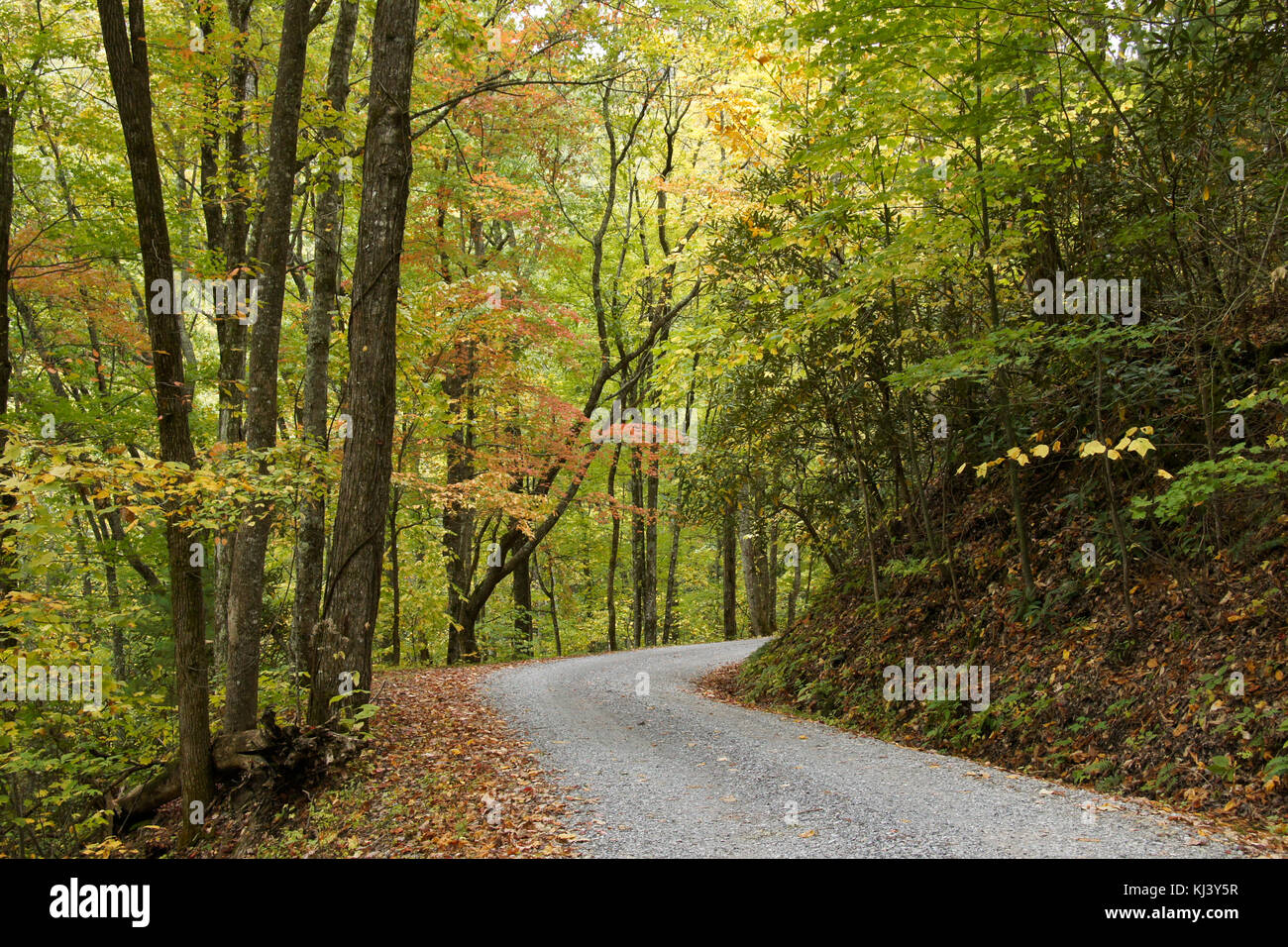 Feuillage de l'automne le long de la route de montagne riches hors de la Cades Cove, parc national des Great Smoky Mountains, New York Banque D'Images