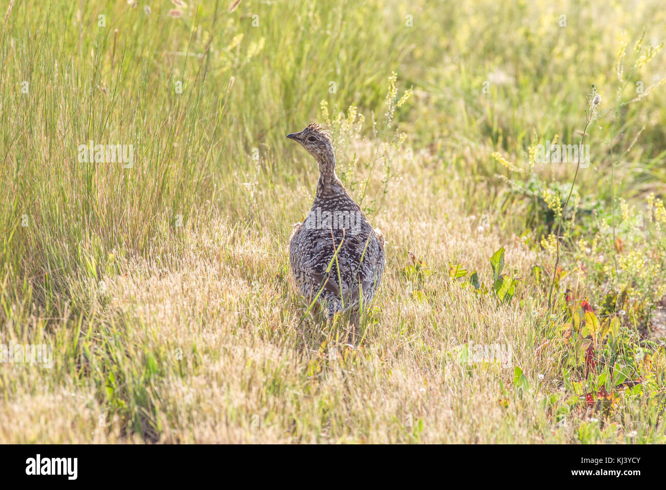 Des armoises en soir soleil dans le parc national des Prairies Banque D'Images