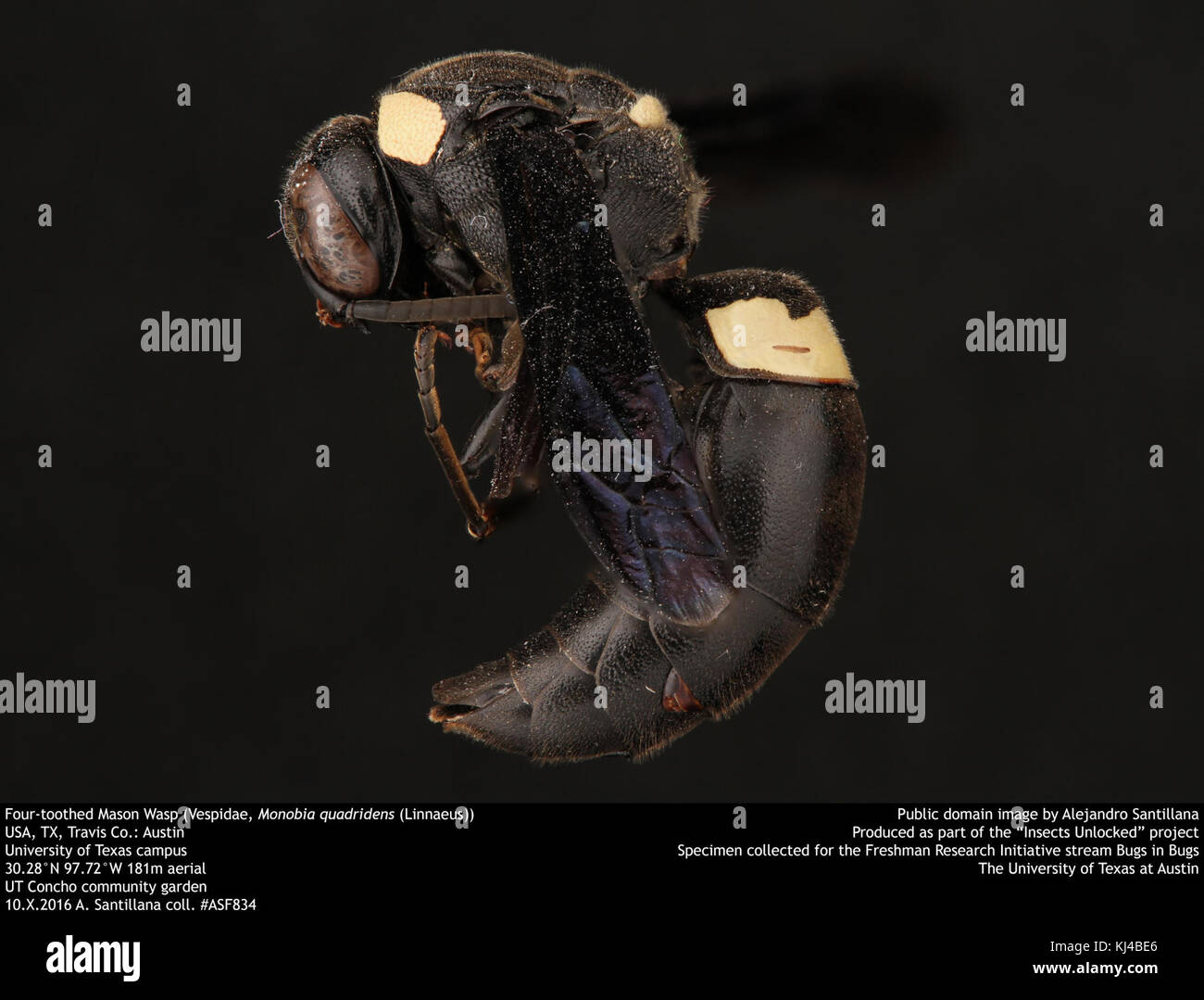 Quatre dents Mason (Wasp, des Vespidés et Monobia quadridens (Linnaeus)) (35566367703) Banque D'Images