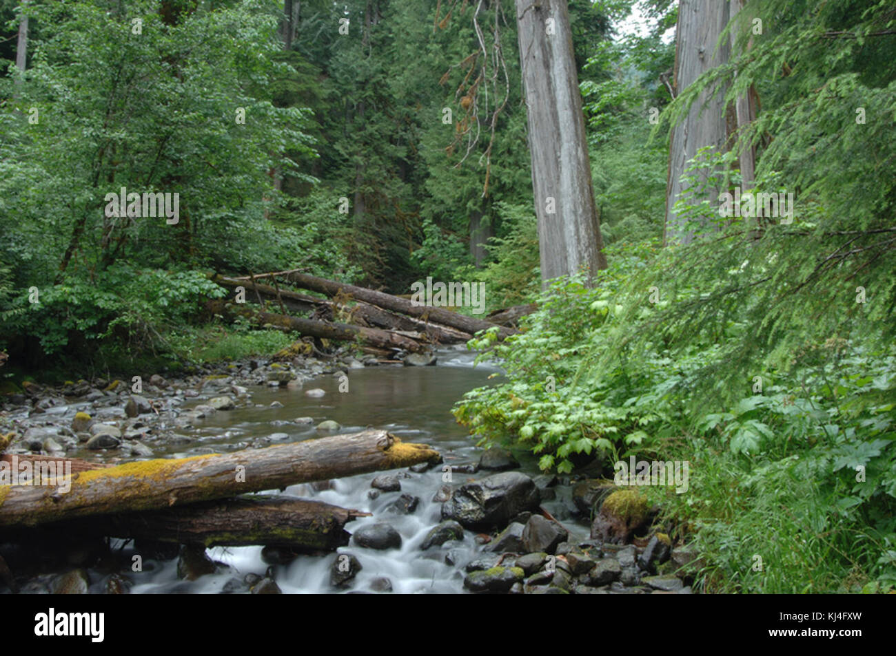 Cette photographie de juillet 2005 capture la région pittoresque de Lookout Creek dans la forêt Andrews, mettant en valeur la beauté naturelle et la biodiversité de la région. Banque D'Images