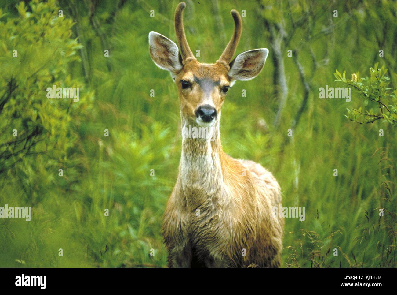 Odocoileus hemionus sitkensis Banque D'Images