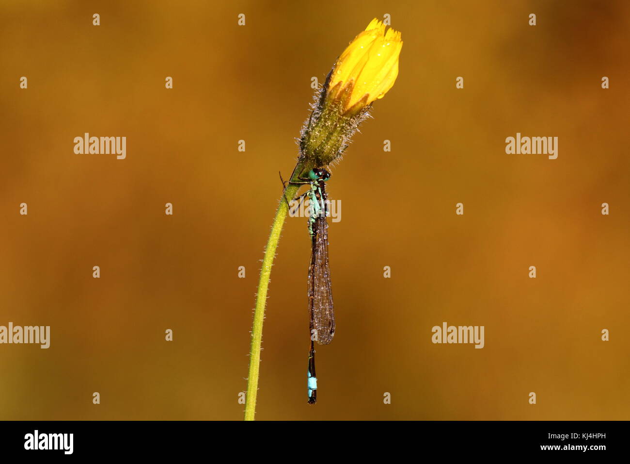 Mitrette à queue bleue sur Hawkbit Banque D'Images