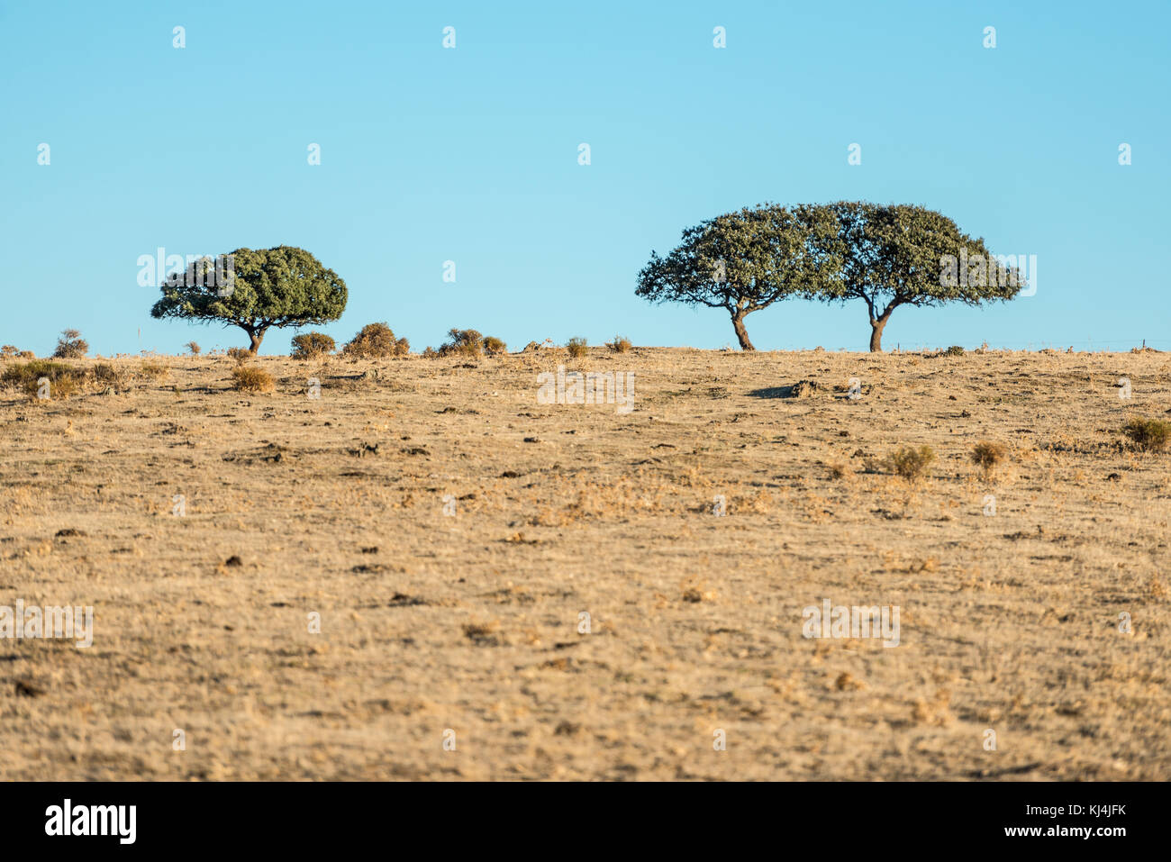 Un curieux groupe d'arbres au sommet d'une colline dans la steppe près de Cáceres, Extremadura, Espagne. Banque D'Images