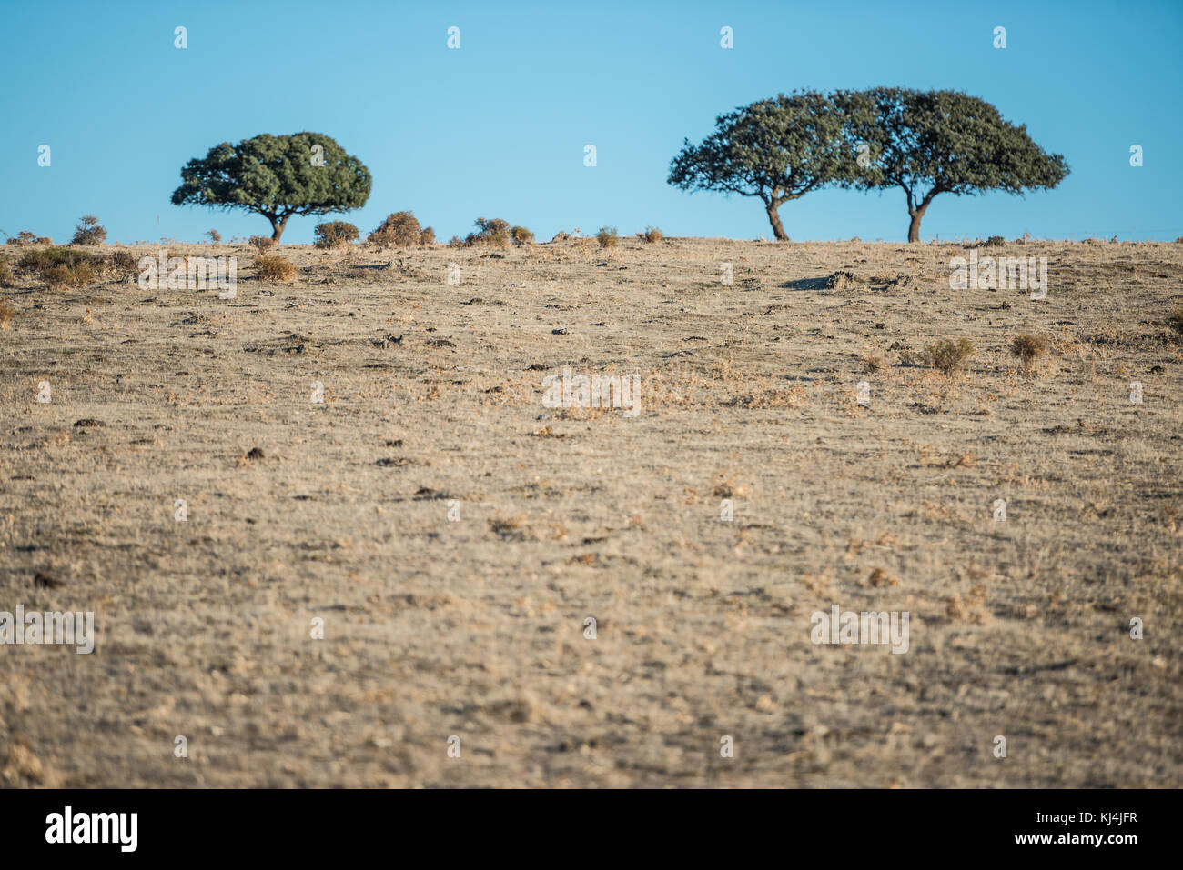 Deux chênes au sommet d'une colline dans le pâturage sec d'Estrémadure, Espagne. Banque D'Images