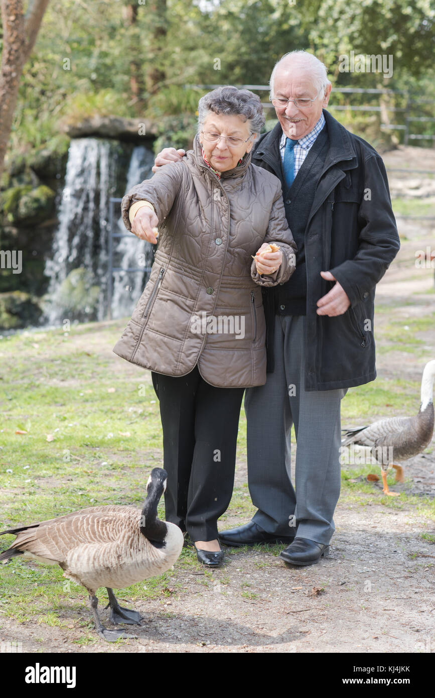 Couple de personnes âgées de la sauvagine d'alimentation Banque D'Images