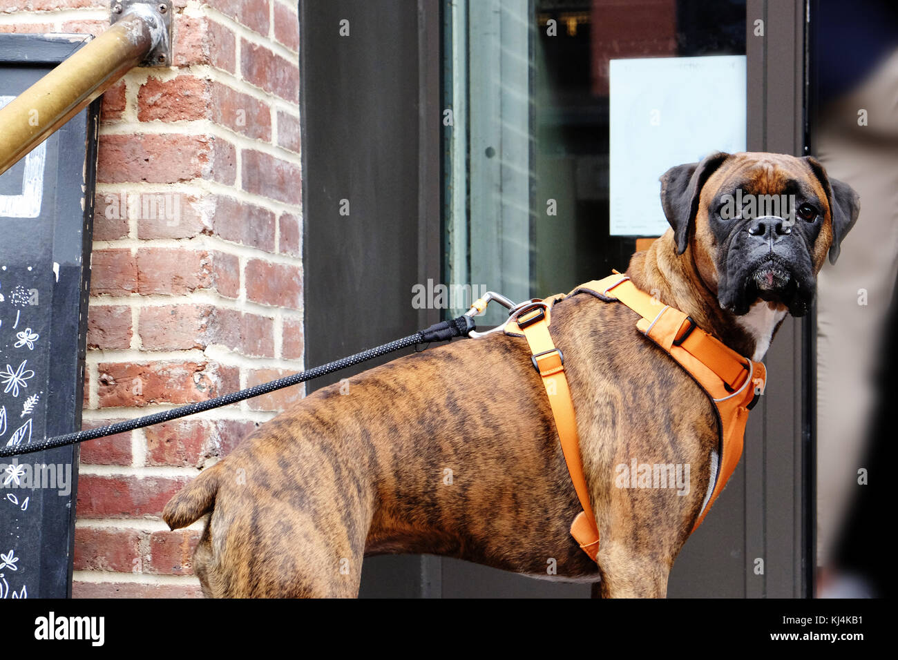 Chien Boxer dans la ville Banque D'Images