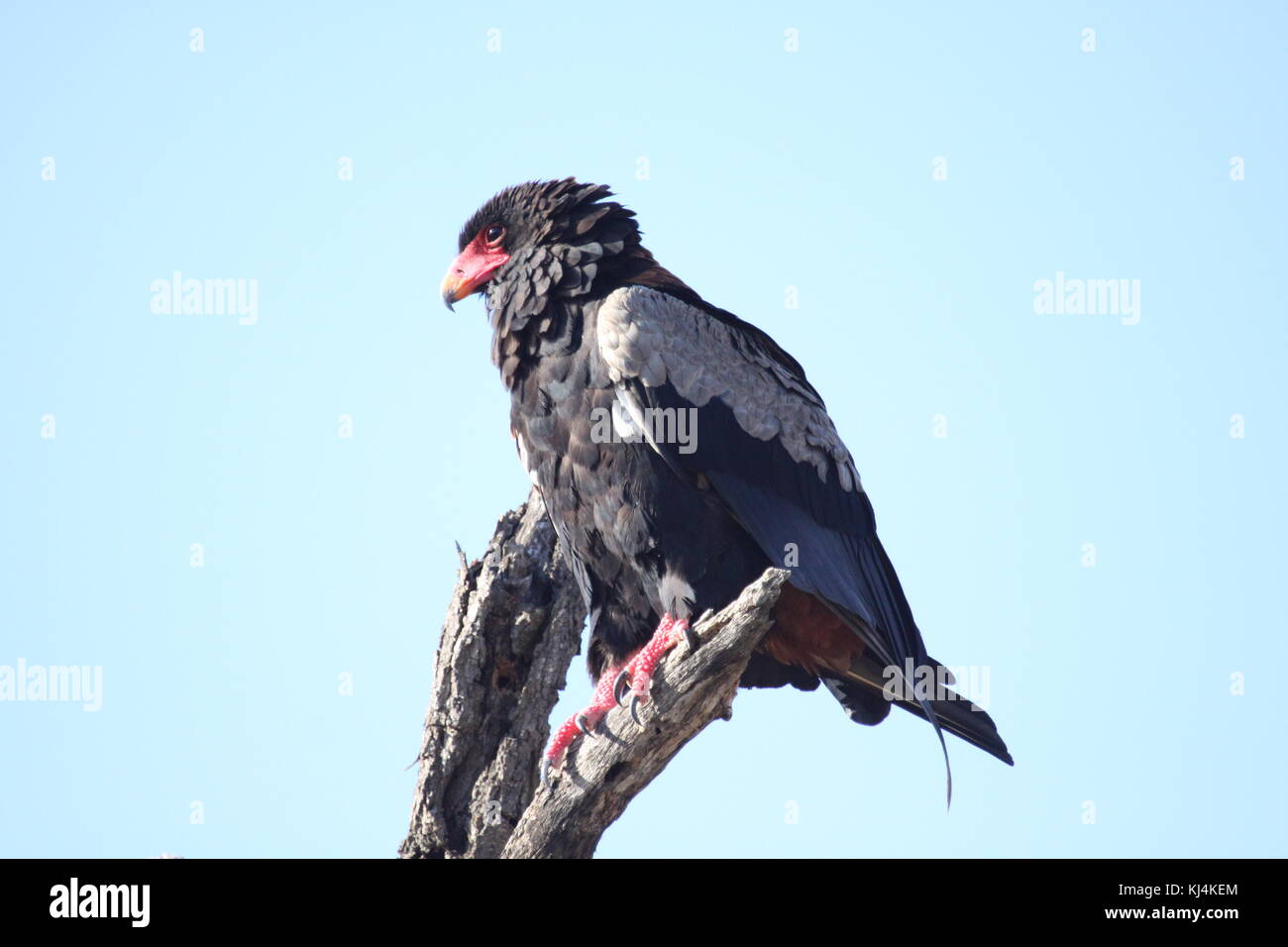 Les oiseaux d'Afrique du Sud Banque D'Images