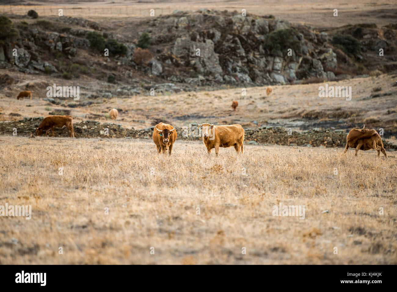 Un groupe de quatre vaches paissent dans un paysage désertique de la steppe pendant une longue période de sécheresse. Cáceres, Extremadura, Espagne. Banque D'Images