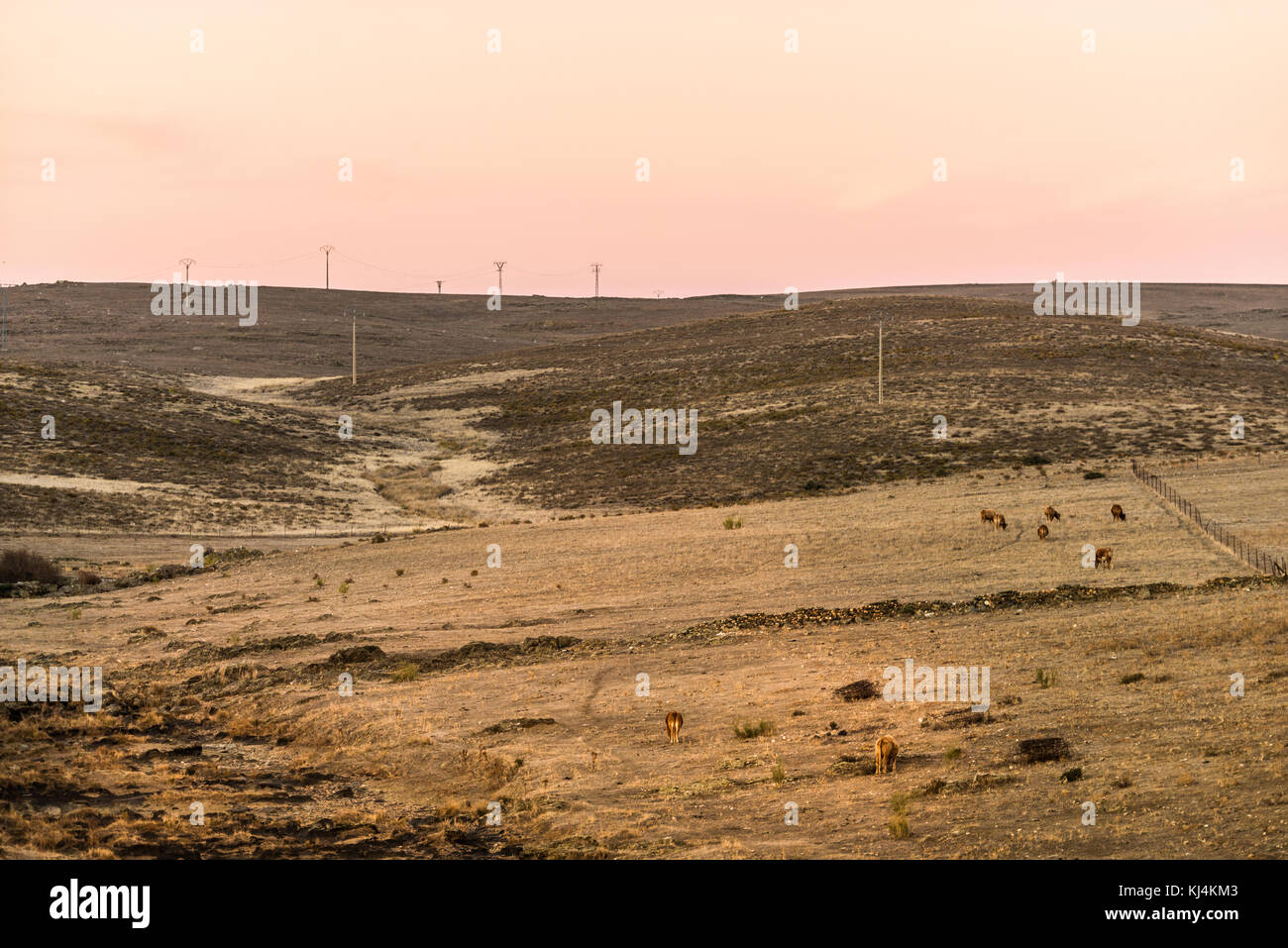 Crépuscule dans un paysage désertique de la steppe pendant une longue période de sécheresse. Les vaches sur l'arrière-plan. Cáceres, Extremadura, Espagne. Banque D'Images