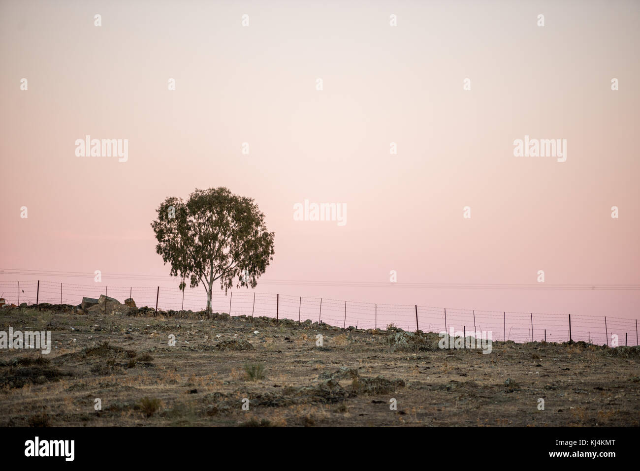 Un arbre solitaire au sommet d'une colline dans la steppe sur un fond coucher de soleil. Cáceres, Extremadura, Espagne Banque D'Images