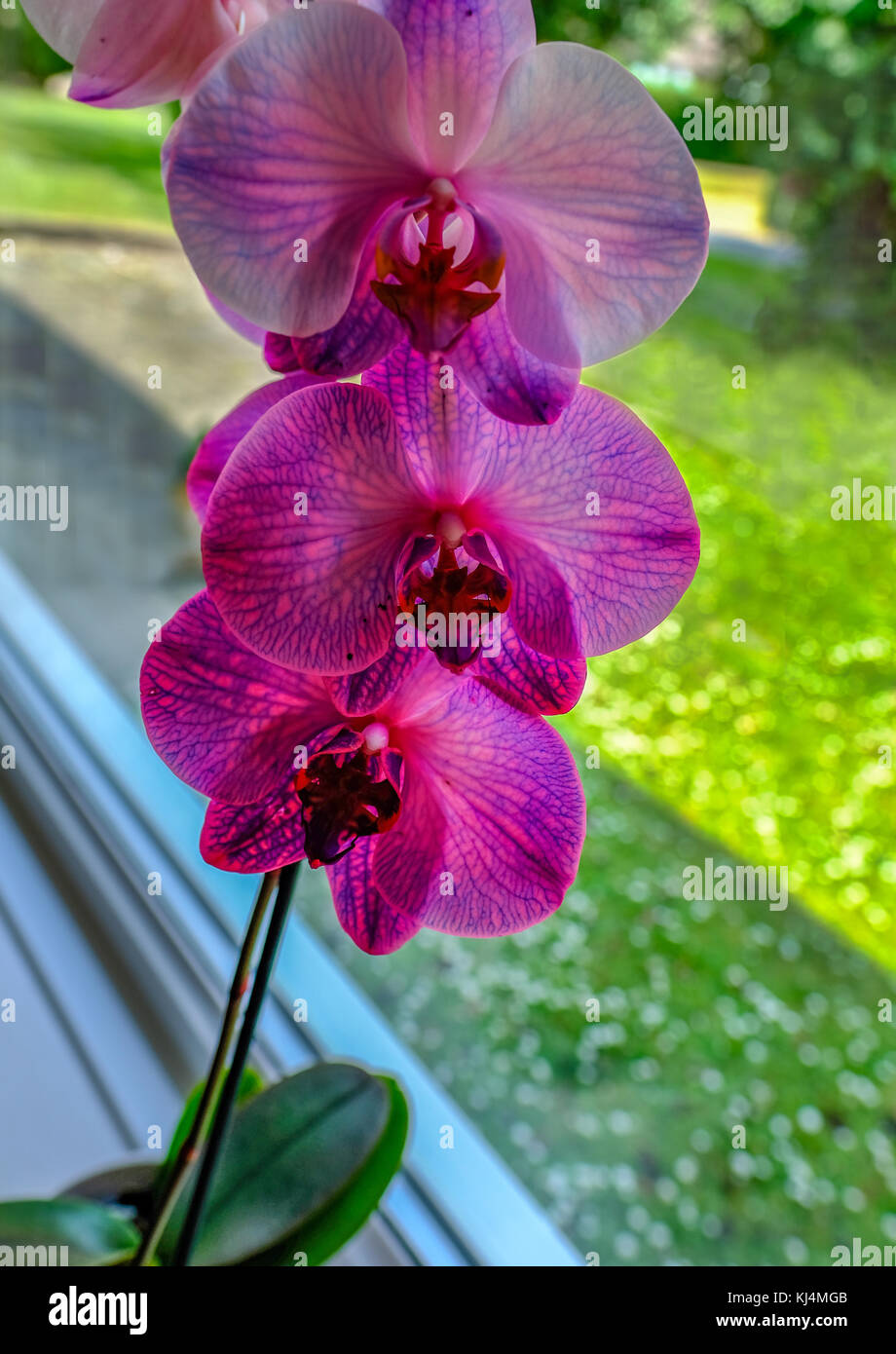 Orchidée rose vif en fleurs sur le rebord de la fenêtre. Trois fleurs d'un au-dessus de l'autre. Banque D'Images