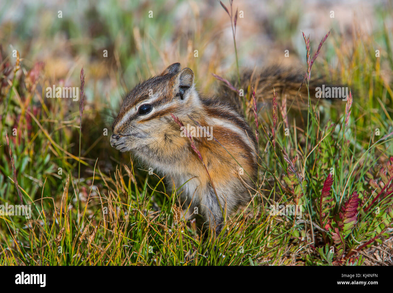 Le tamia mineur (Tamias minimus), manger, Mount Evans Wilderness Area, Rocky Mountains, Colorado USA par Bruce Montagne/Dembinsky Assoc Photo Banque D'Images