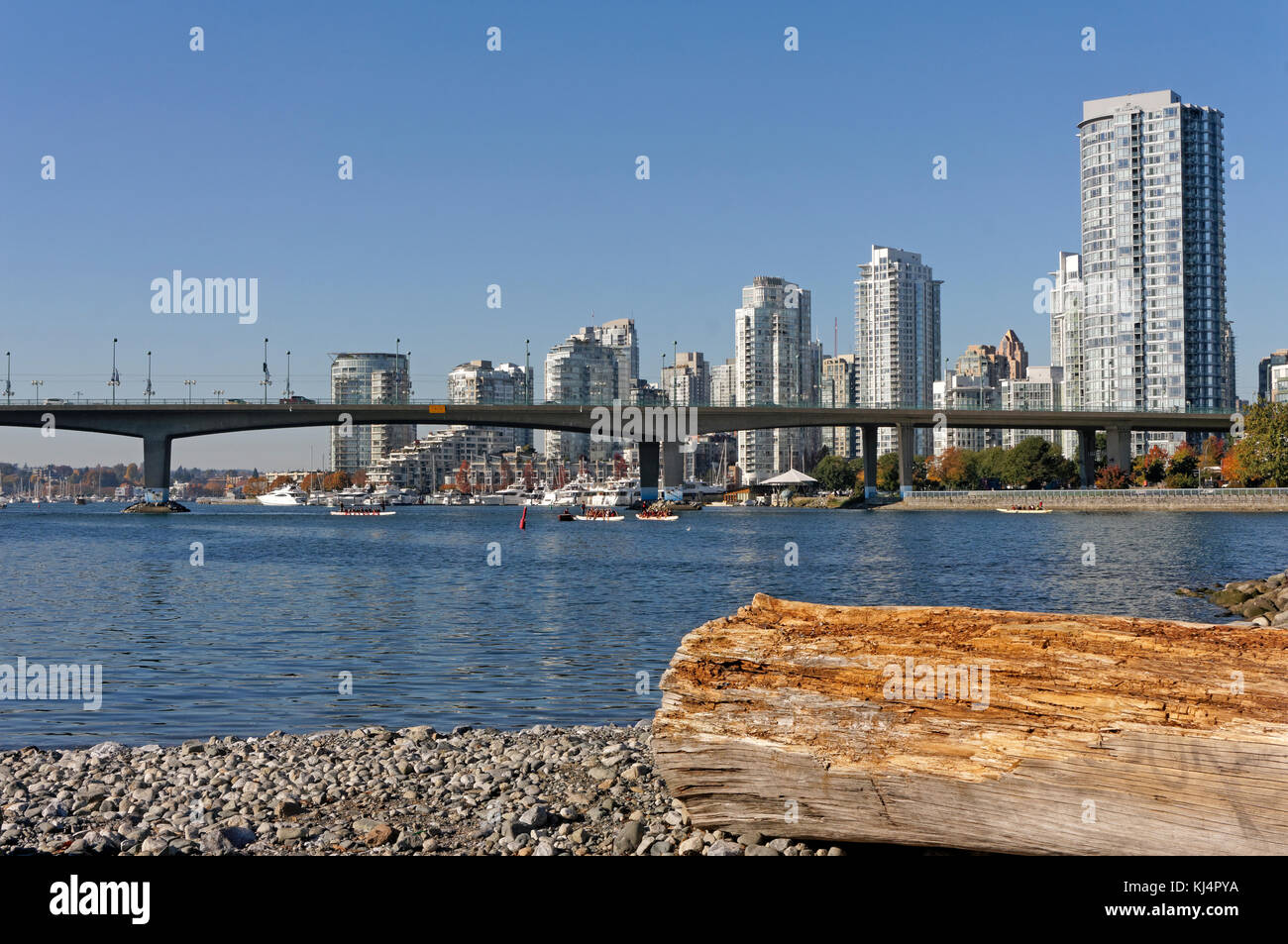 Les bateaux-dragons sur False Creek et le pont de la rue Cambie en retour, Vancouver, BC, Canada Banque D'Images