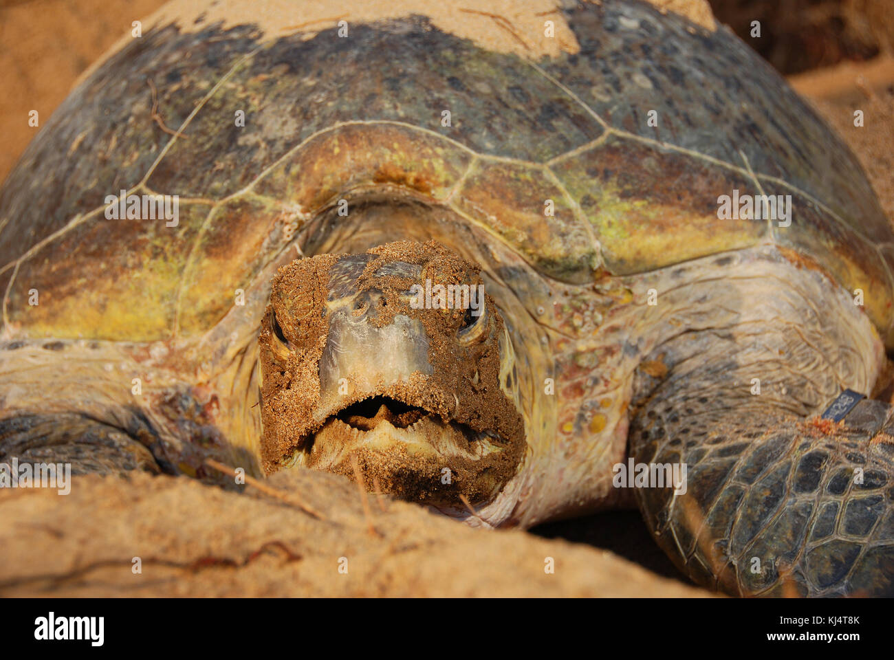 La tortue verte (Chelonia mydas) Moore Park Beach, Queensland, Australie. Les tortues viennent à terre pendant la saison de nidification de Novembre à Mars. Banque D'Images