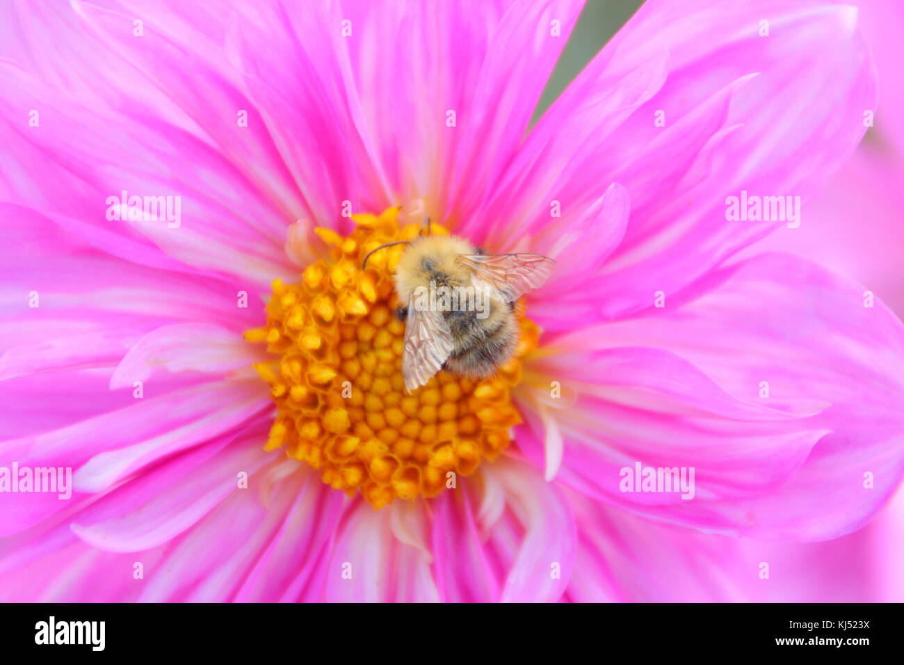 Carde commun (Bombus pascuorum) abeille pollinisant 'Duddon Catherine', s'épanouir à la fin de l'été, Leeds, Angleterre, RU Banque D'Images