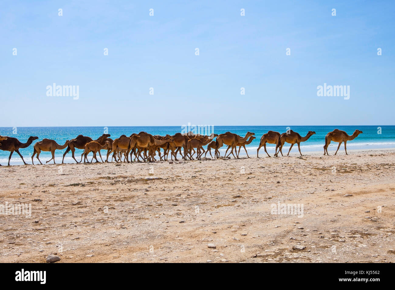 Les chameaux traversent la route près de Mascate, Oman. Banque D'Images
