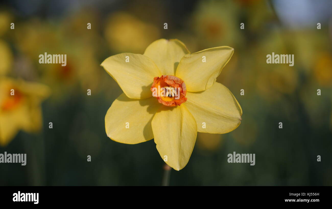 Close-up de fleurs de narcisses jaunes Banque D'Images