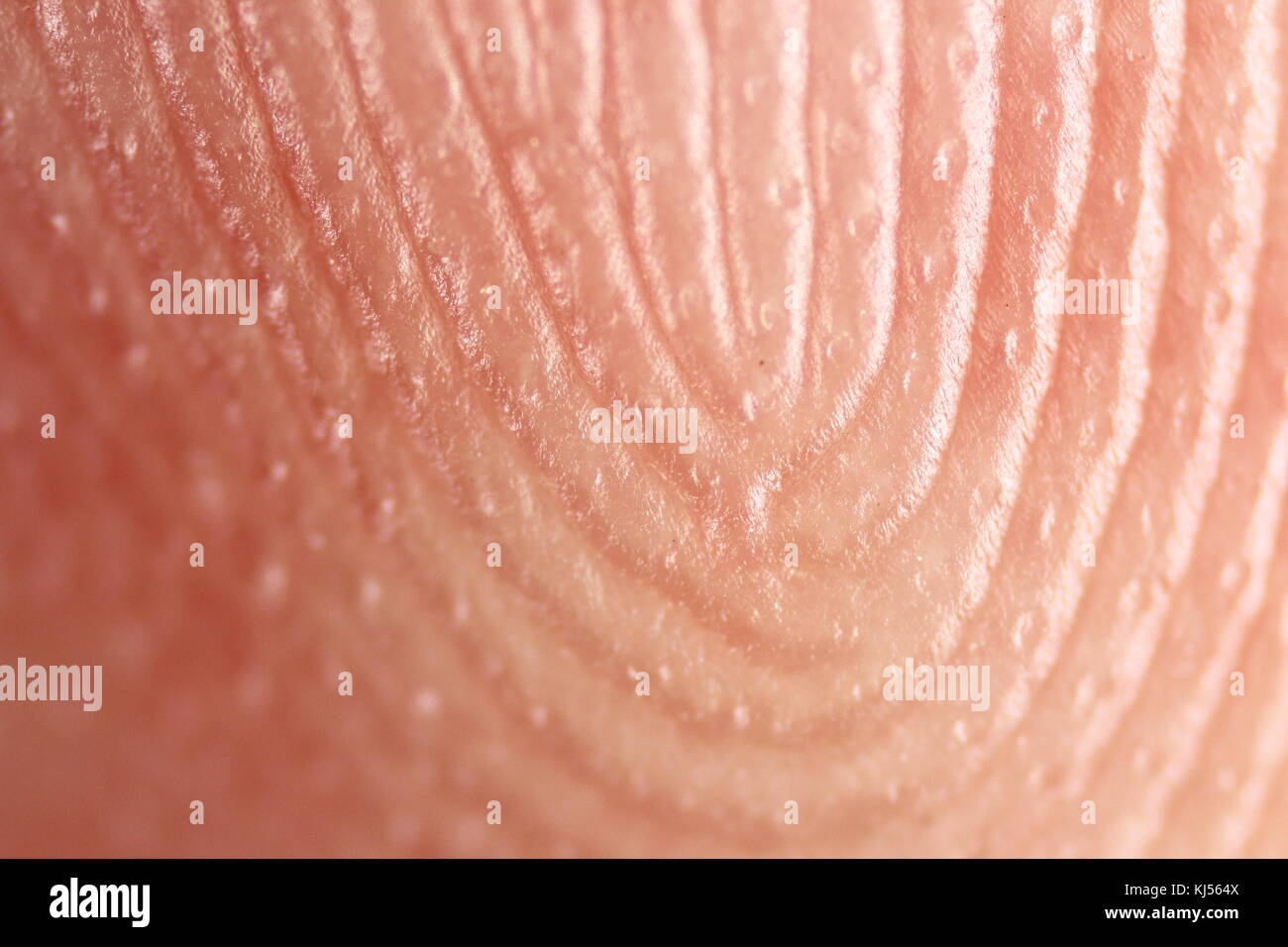 empreintes digitales Banque D'Images