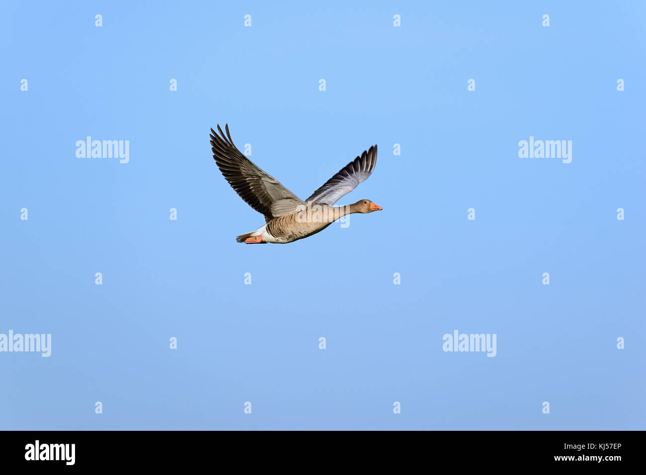 Oie cendrée (Anser anser) en vol en face de ciel bleu, Basse-Saxe, Allemagne Banque D'Images