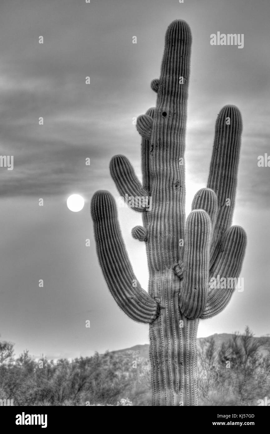 Saguaro (Carnegiea gigantea) avec la pleine lune, parc national, désert de Sonora, Tucson, Arizona, USA Banque D'Images