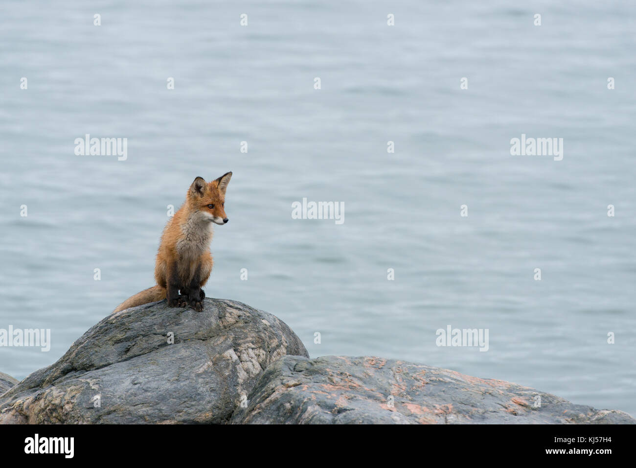 Les jeunes red fox (Vulpes vulpes) au fjord sur un rocher, de la norvège, Scandinavie Banque D'Images