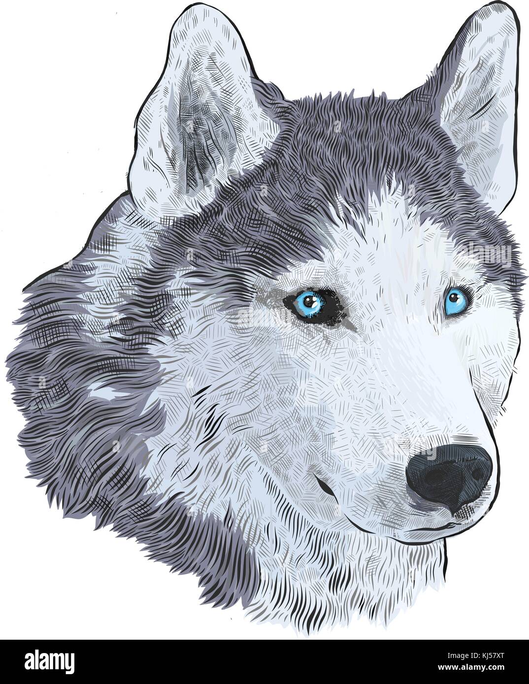 Nouvelle année 2018 carte de félicitations. husky à santa claus hat. gravure portrait dessin main libre isolé sur fond blanc. Illustration de Vecteur